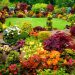 Hoe maak je een ontspannende tuin met bloemen