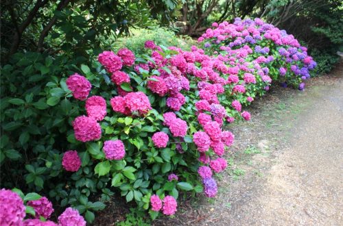 Tuinplanten kiezen voor schaduwrijke gebieden